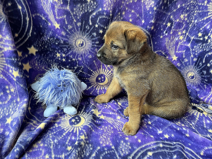 chinook puppy